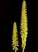 Aloe vera syn. barbabensis h.JPG